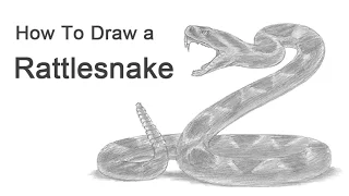 How to Draw a Snake (Diamondback Rattlesnake)