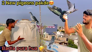 Ek sath pakde 2 kabutr 😍 ( Try to catch two pigeon at one time 😨)