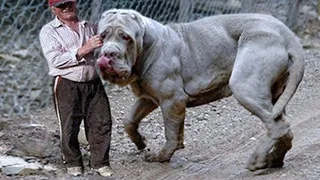 20 größten Hunde der Welt