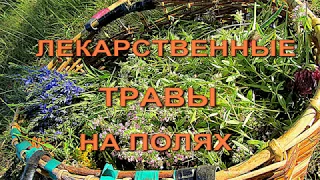 Лекарственные  травы на полях. Phytotherapy