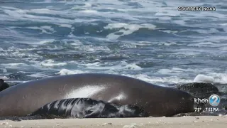 2020's first monk seal pup born on Oahu