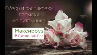 Обзор и распаковка посылки из питомника "Максироуз"