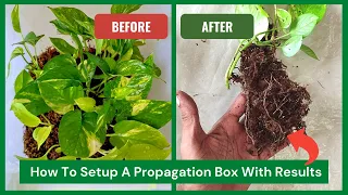 How To Set Up a Propagation Box for Beginners with Results | Moss Propagation Box Setup At Home- FAQ