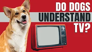 Do Dogs Understand TV? Yes or No? (The answer might be surprising)