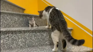 This is the first time a big cat has been angry with a rescued kitten