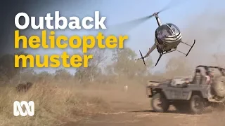 Helicopter mustering feral buffalo in outback Australia 🐃🚁🤠 | Wild Rides Ep 1 | ABC Australia