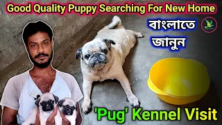 Good Quality 'Pug' Dog Puppy Available 🐕 Kennel Visit||KUILA For EVER