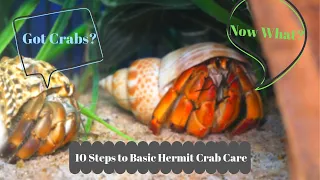 Basic Hermit Crab Care - How to Have a Happy Hermit Crab | By Crab Central Station