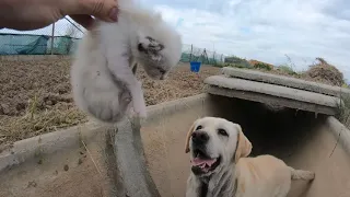 Rescue of kittens that were about to die by drowning!!😢