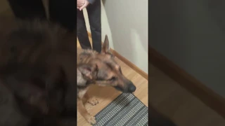 (SWEET!) German Shepherd Doesn't Recognize Old Owner At First. You Can See the Switch on His Face!