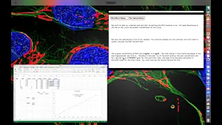 Bradford Assay - Using Microsoft Excel to Plot a Standard Curve