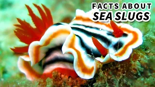 Sea Slug Facts: aka NUDIBRANCH Facts | Animal Fact Files