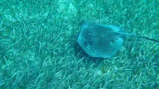 Snorkeling at Shark Ray alley Belize Central America