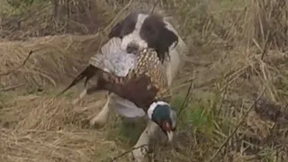 Pheasant hunting Ireland 2023