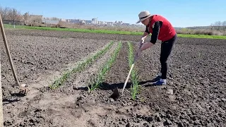 Сею лук семенами, Посадка свеклы для раннего урожая, Посадка огорода 20 соток