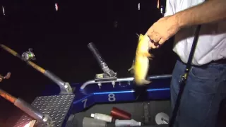 Catfish at night on the Ohio River