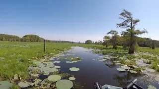 Giant salvinia survey on Caddo Lake