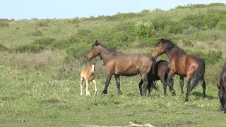 Соблазнила