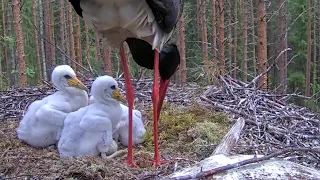 Must-toonekurg~ Kaia has brought a lot of food! She's  feeding her storklets, ~1:38 PM 2022/06/11