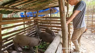 Wild boar has grown a lot, continue to complete the house, Survival Instinct, Wilderness Alone ep155