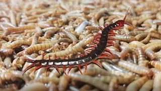 10,000 Super Worms vs Centipede