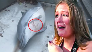 The Disturbing Truth Of What Happened To Flipper The Dolphin. You Will Cry After Watching This Video