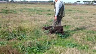 Bracco tedesco , ferma statuaria, corretta frullo e riporto .MOV