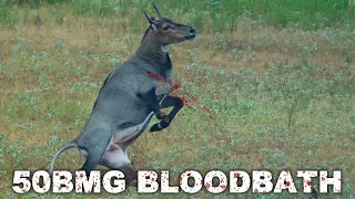 50 BMG bullet hits ANTELOPE like a TRUCK