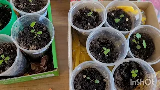 Как растет моя клубника,посаженная семенами.