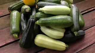 ВЫРАЩИВАНИЕ КАБАЧКОВ В МЕШКАХ 2017. От и До... GROWING ZUCCHINI IN BAGS 2017. From and To...