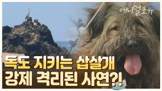 독도를 지키는 삽살개 🐶 사고 쳐서 강제 격리 당함..ㅋㅋㅋ | KBS 독도 스페셜 050817 방송