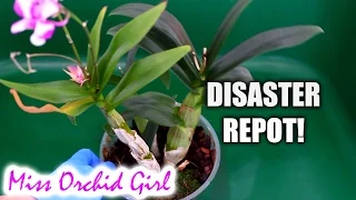 Repotting mini Dendrobium Orchid - What a disaster!!!