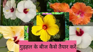 #Gurhal/hibiscus k beej kaise collect kare #summerfloweringplant #terracegardening
