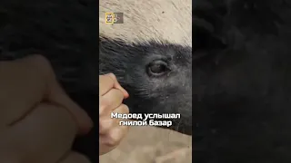 медоед и гнилой базар