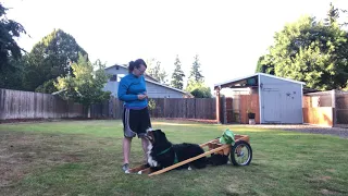 How to introduce the cart to your young dog. Start draft dog training today!