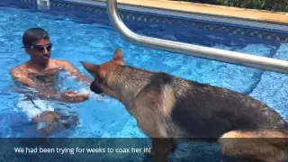 8 month old German Shepherd's first swim!