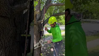 An efficient way to pull tension in rigging lines with a portawrap for rigging big branches