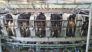 Milk Sampling 360 Cows