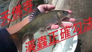 2019 1 25 三峽河天佛寺 教你如何勾溪蟲釣大魚 [內附封溪範圍介紹]