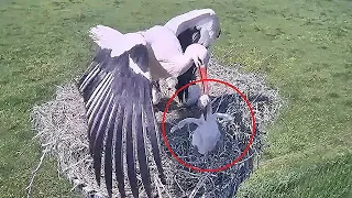 Parent Birds STARVED Immature Baby to Death & THROWED it OUT | Birds in Nest