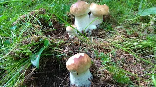 Рост Белых грибов в ёлках набирает обороты