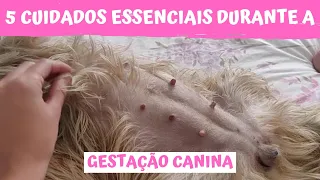 5 CUIDADOS ESSENCIAIS DURANTE A GESTAÇÃO CANINA