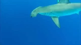 Rare Smooth Hammerhead Shark in Florida