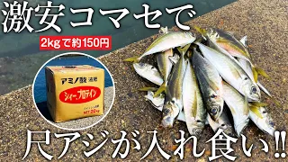 激安コマセが釣れすぎる！魚を高濃縮した液体肥料シィープロテイン配合のコマセで尺アジまで入れ食い