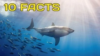 10 Amazing Facts that Will Change How You View Sharks | Amazing Earth