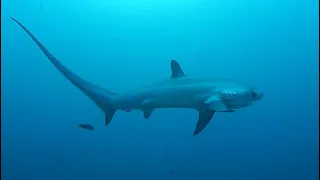 Facts: The Thresher Shark