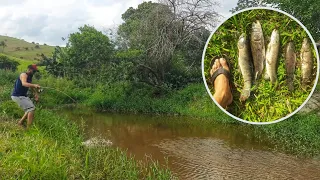 Traírão gigante! No final do córrego um poço cheio de traíras gigantes, pescaria!