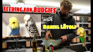 ⭐DANIEL LUTOLF CHAPTER 4/4 SOFT FOOD |FEEDING FOR BUDGIES!