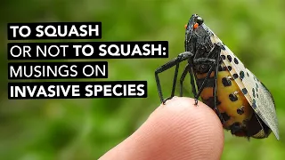 To Squash Or Not To Squash — Musings On Invasive Species