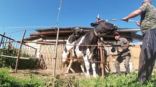 МОЛОДАЯ ТЕЛОЧКА ЗАХОТЕЛА БЫЧКА ПРЯМО В ПОЛЕ!